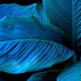 Some green and blue leaves