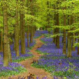 Bluebells
