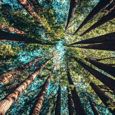 trees