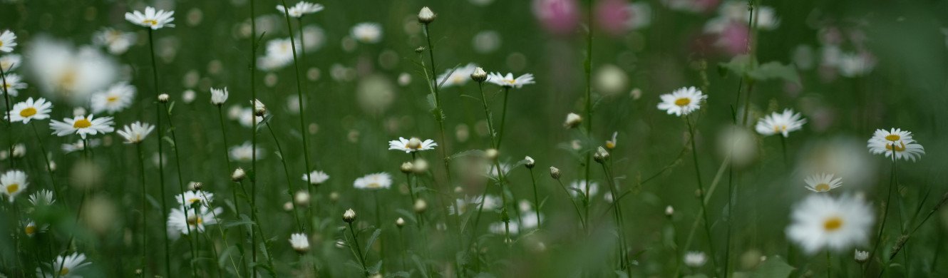 spring flowers