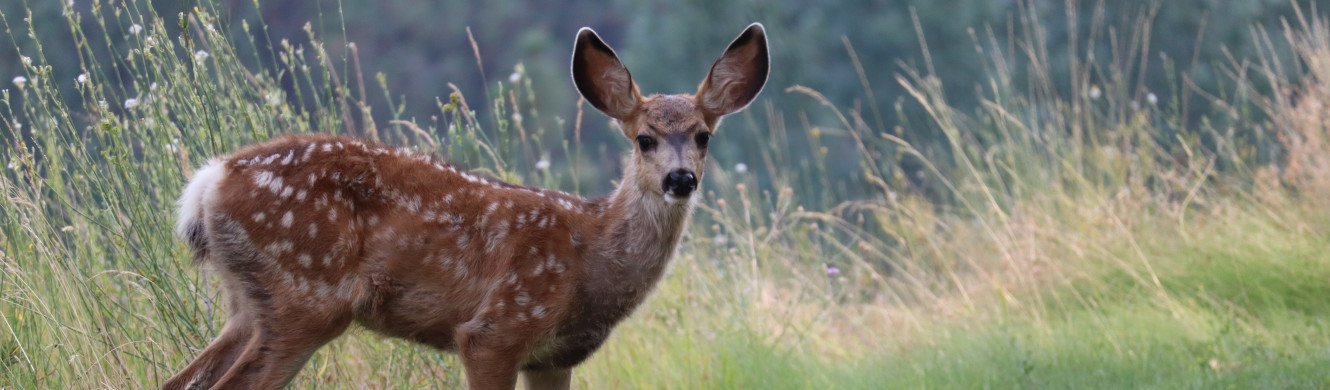 deer