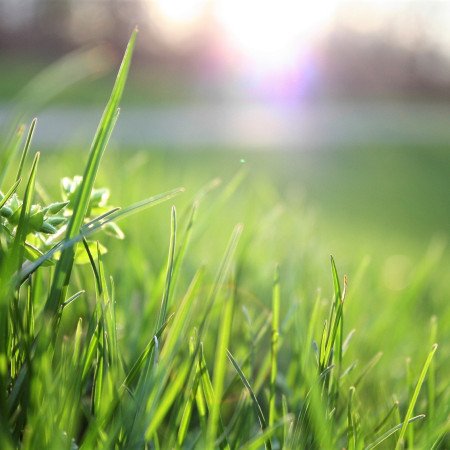 Field