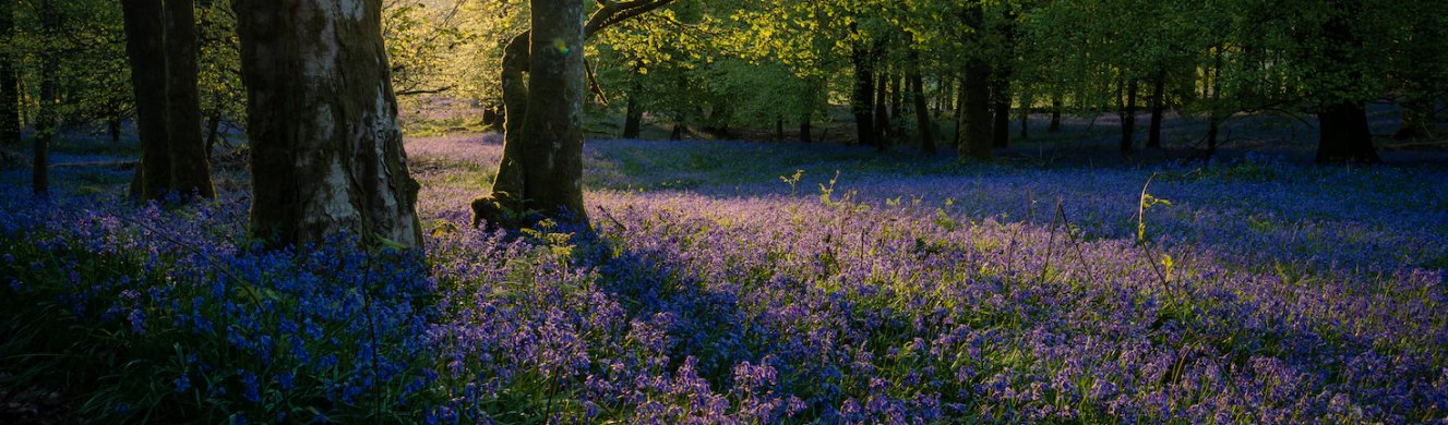 Bluebells