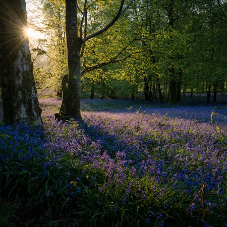 Bluebells