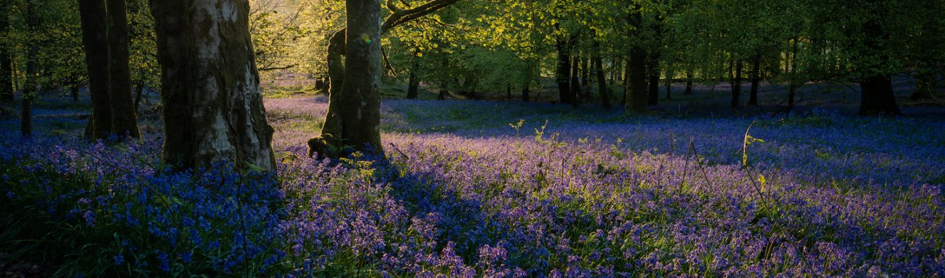 Bluebells