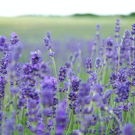 Lavender in a field