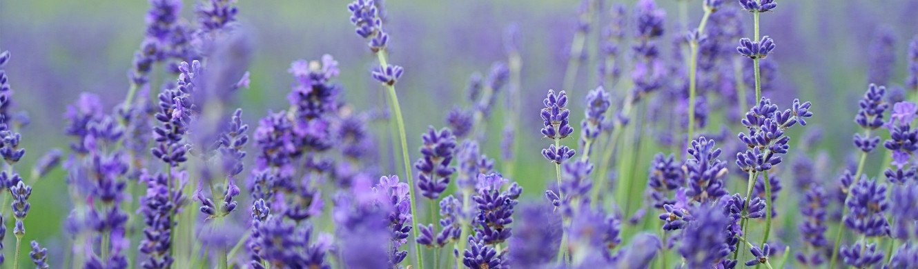 Lavender in a field