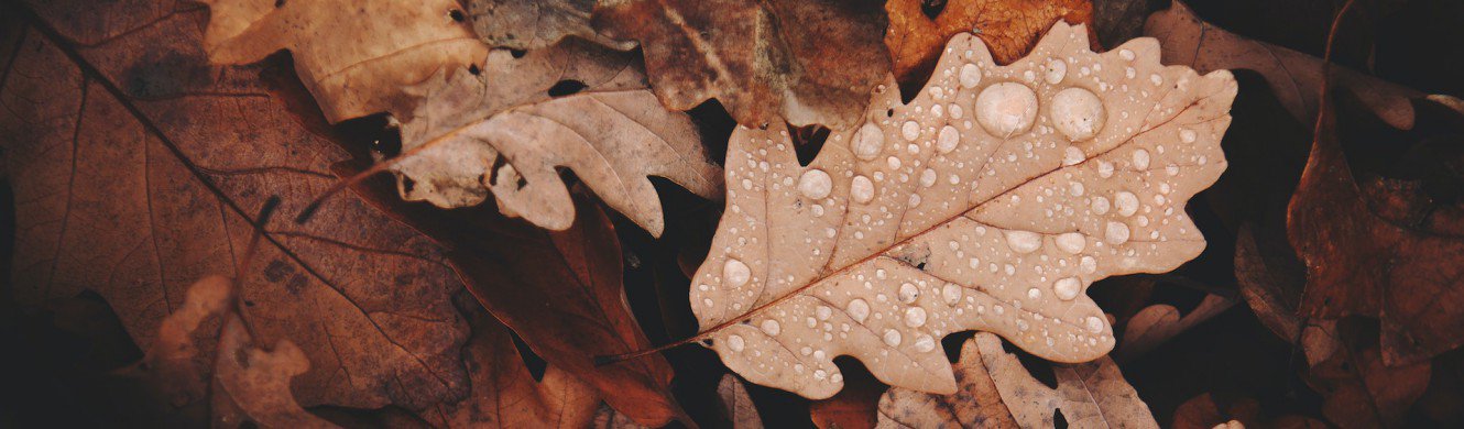 Autumn leaves