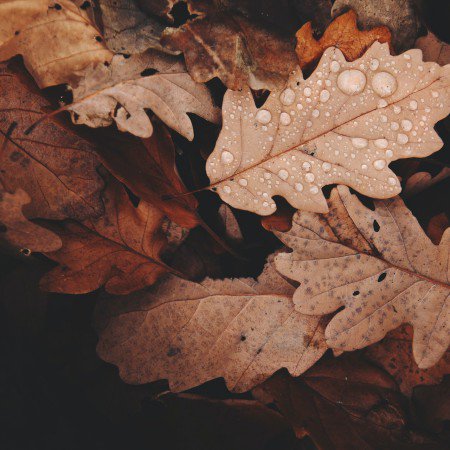 Autumn leaves