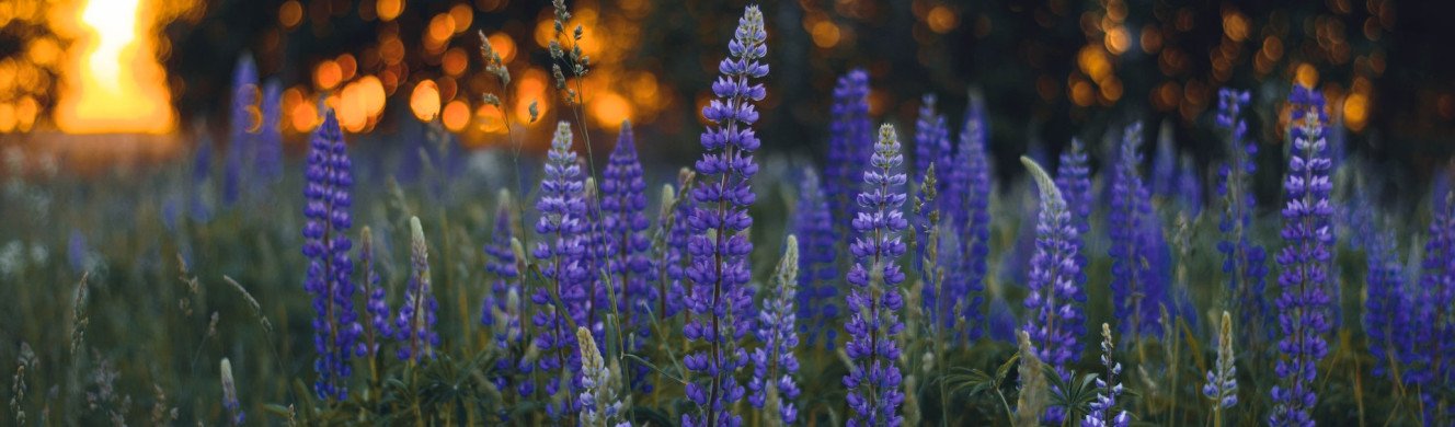 lupins in the sunset