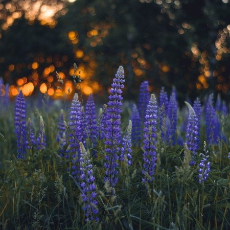 lupins in the sunset