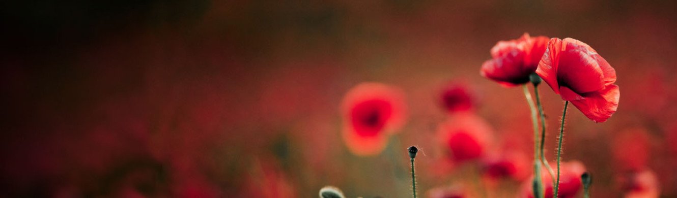 Remembrance flowers