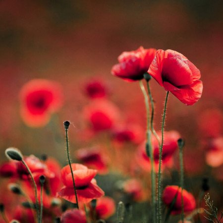 Remembrance flowers