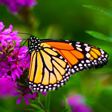 Season of Creation butterfly 