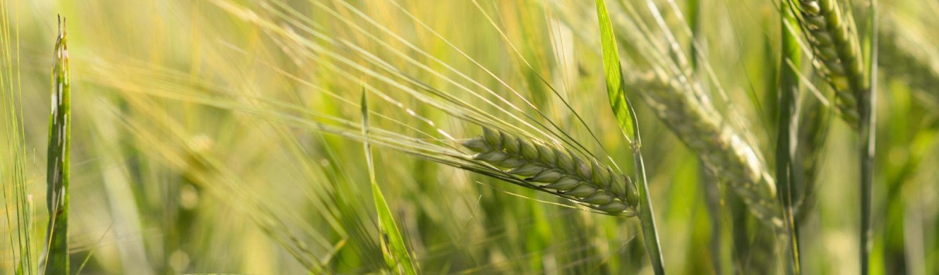 Wheat