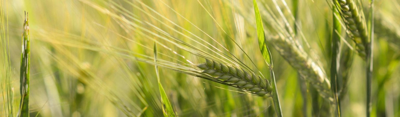 Wheat