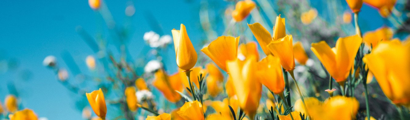 Yellow Flowers