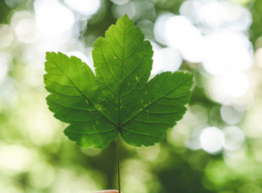 A leaf