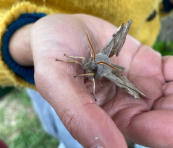 Moth