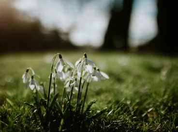 Snowdrops