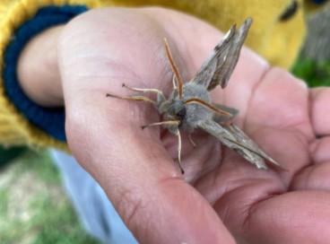 Moth