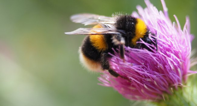 A bumble bee