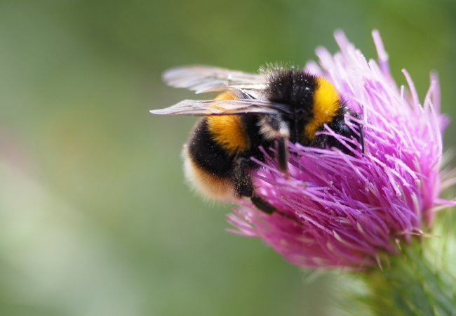 A bumble bee